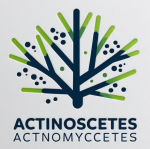 ACTINOBACTERIA-based bioproducts applied in agriculture